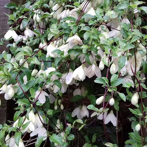  Clematis Cirrhosa Jingle Bells