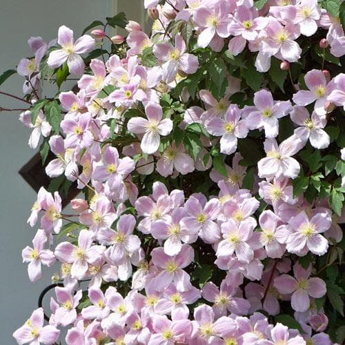  Clematis Montana Tetrarose