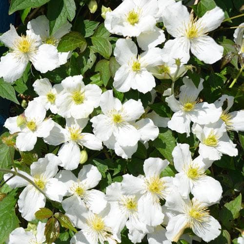  Clematis Montana Grandiflora