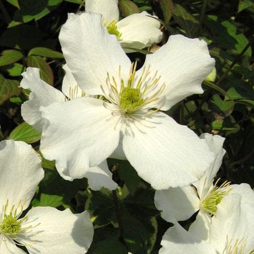  Clematis Montana Grandiflora