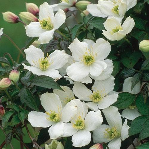  Clematis Montana Grandiflora