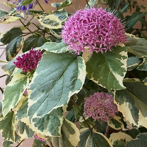  Clerodendrum Bungei Pink Diamond