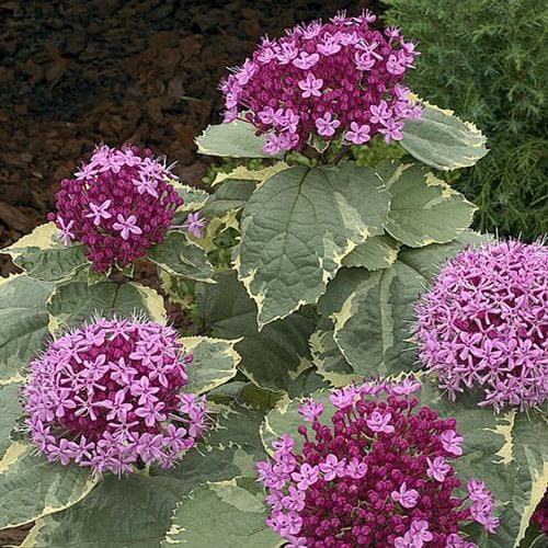  Clerodendrum Bungei Pink Diamond