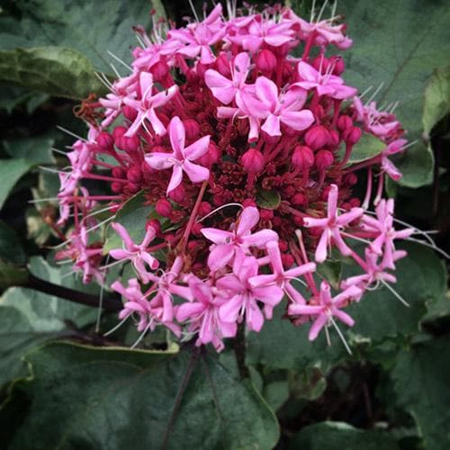  Clerodendrum Bungei Pink Diamond
