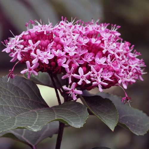  Clerodendrum Bungei