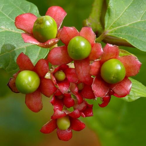  Clerodendrum Bungei