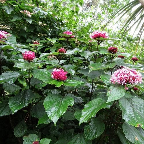  Clerodendrum Bungei