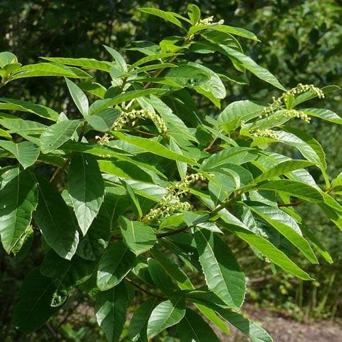  Clethra Pringlei