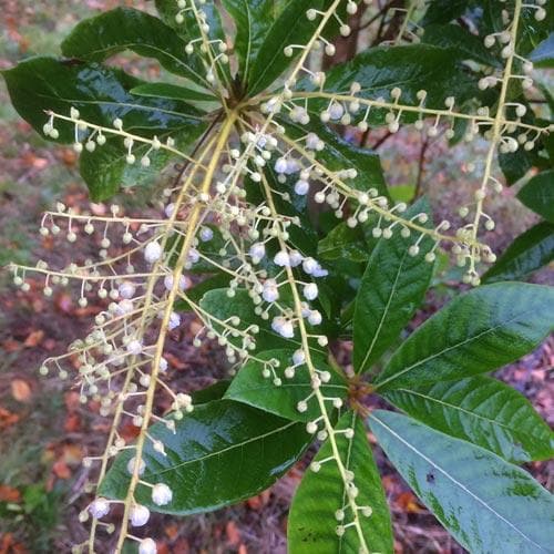  Clethra Pringlei