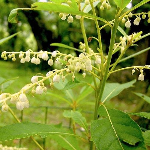  Clethra Pringlei