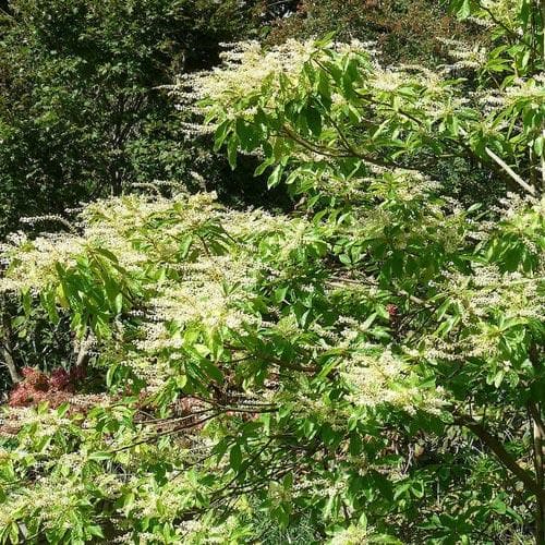 Clethra Pringlei