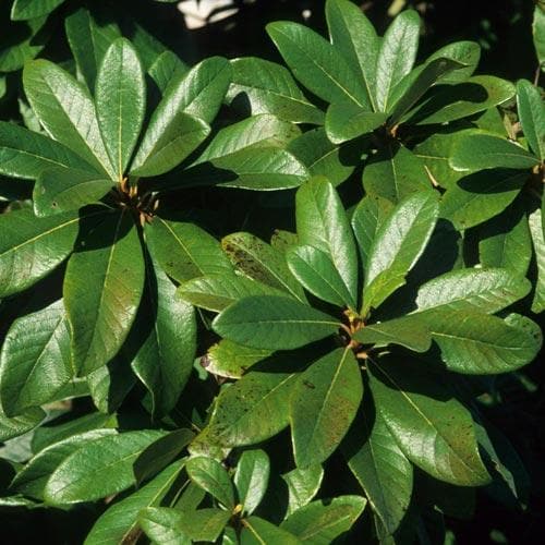  Clethra Pringlei