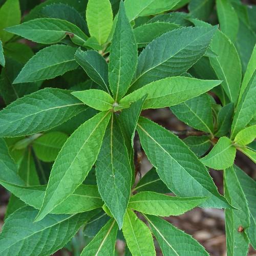  Clethra Fargesii