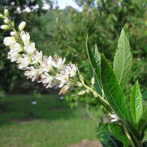  Clethra Fargesii