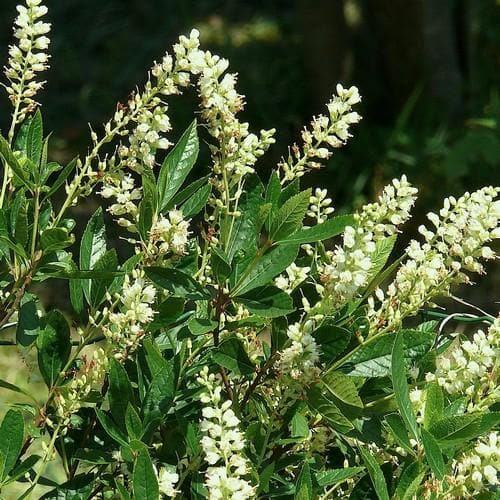  Clethra Fargesii