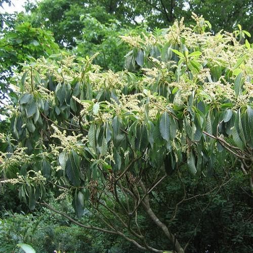  Clethra Fargesii