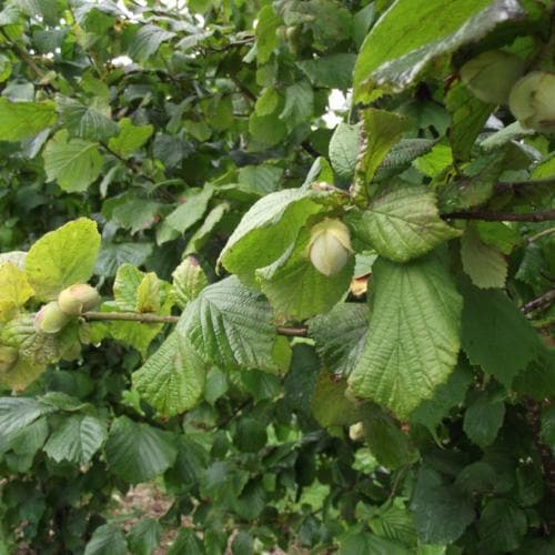  Cobnut - Corylus Avellana Webb’s Prize Cob