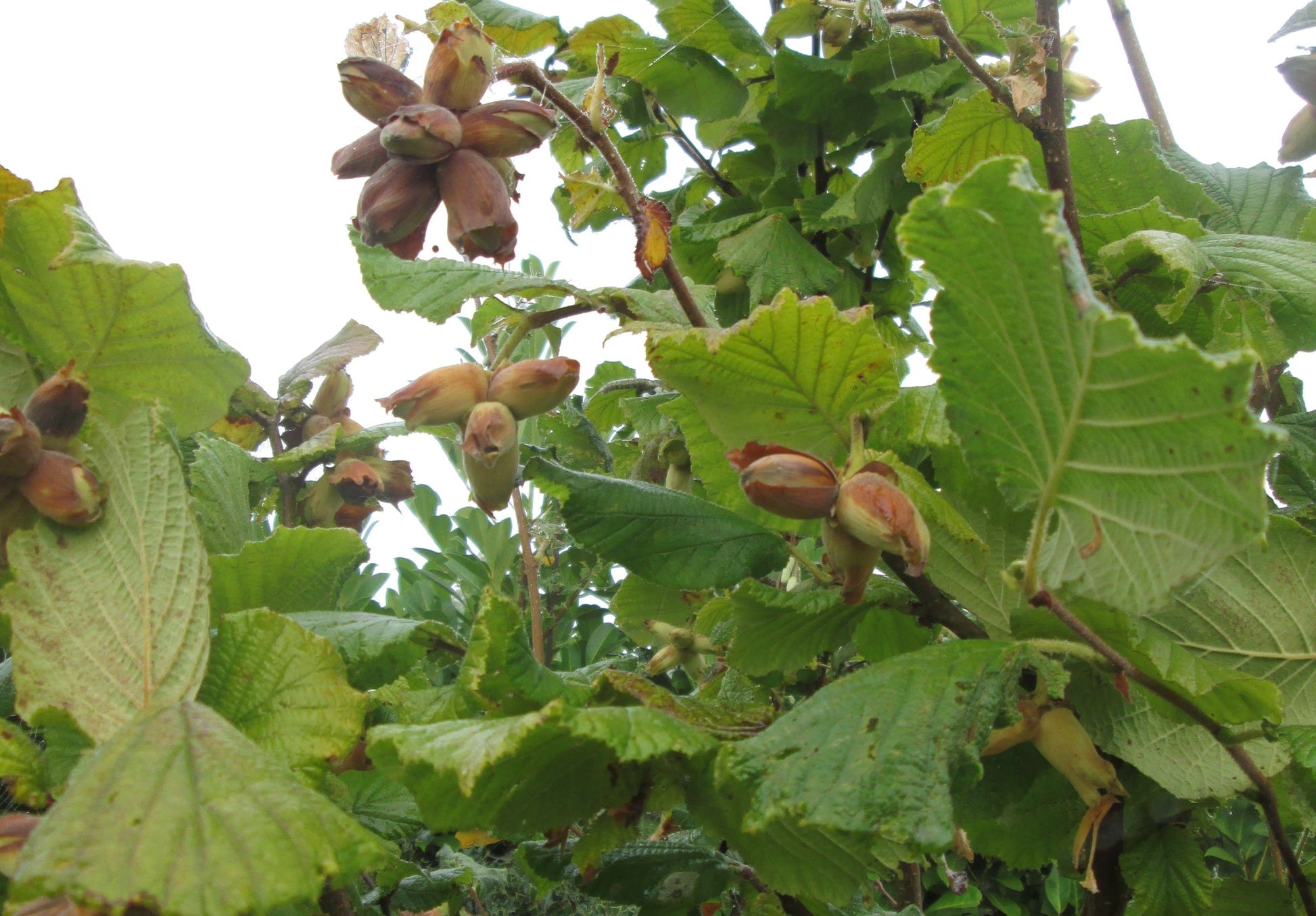  Cobnut - Corylus Maxima Nottingham