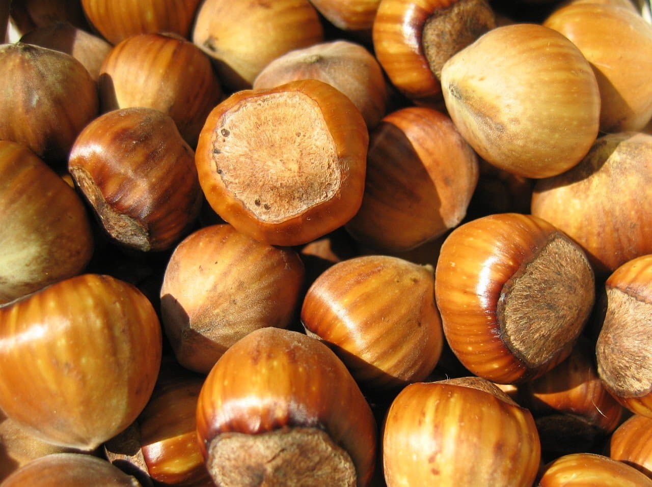  Cobnut - Corylus Maxima Nottingham