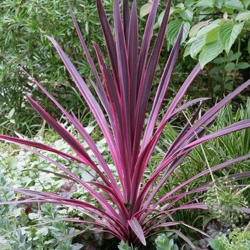  Cordyline Australis Pink Passion