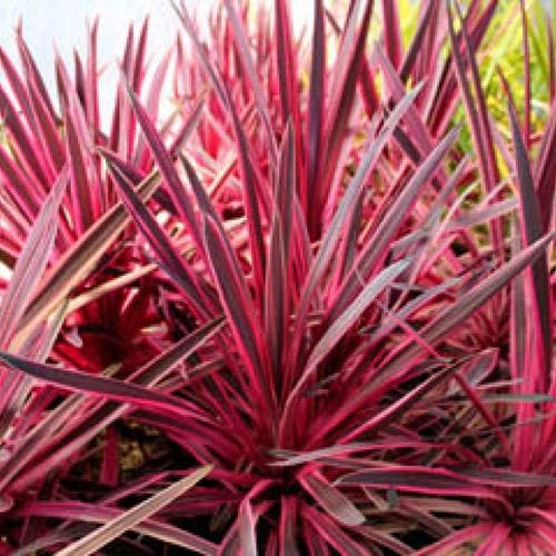  Cordyline Australis Pink Passion