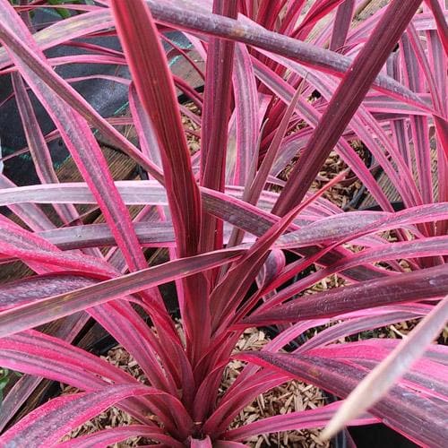  Cordyline Australis Pink Passion