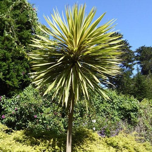  Cordyline Australis Torbay Dazzler