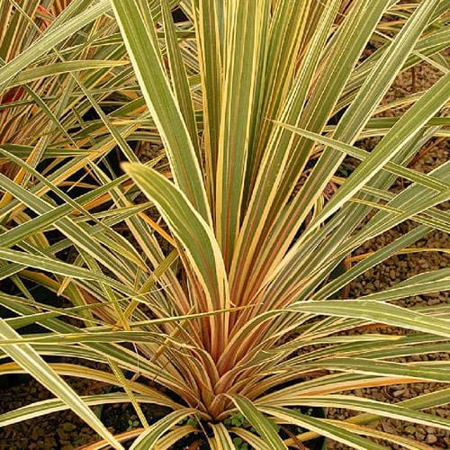  Cordyline Australis Torbay Dazzler