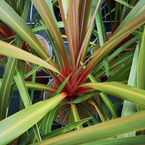  Cordyline Australis Red Heart