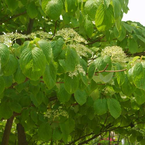  Cornus Controversa - Wedding Cake Tree (Green Foliage)