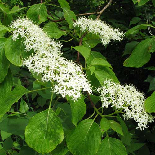  Cornus Controversa - Wedding Cake Tree (Green Foliage)