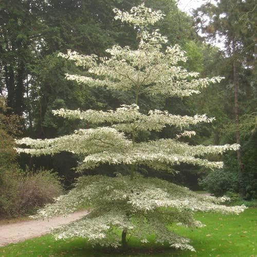  Cornus Controversa Variegata - Wedding Cake Tree