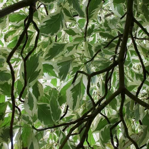  Cornus Controversa Variegata - Wedding Cake Tree