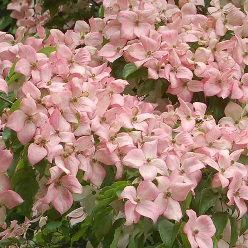  Cornus Kousa Satomi - Japanese Dogwood