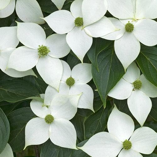  Cornus Kousa Var. Chinensis China Girl