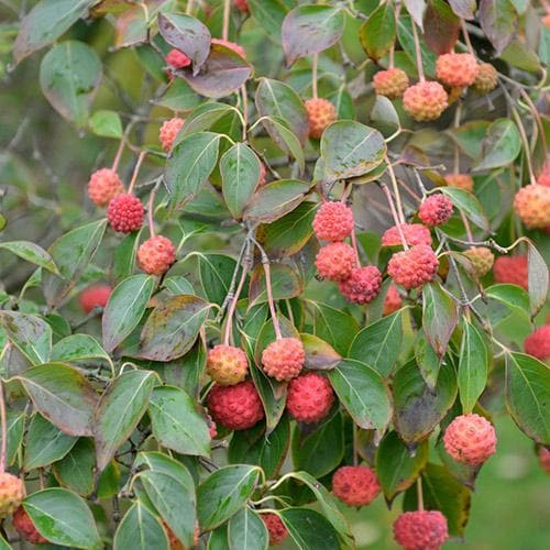  Cornus Kousa Var. Chinensis China Girl