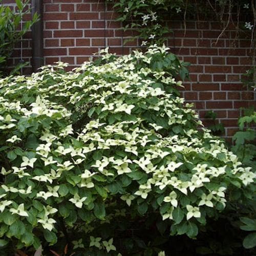  Cornus Kousa Var. Chinensis China Girl