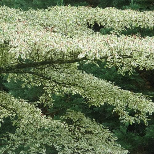  Cornus Alternifolia Argentea