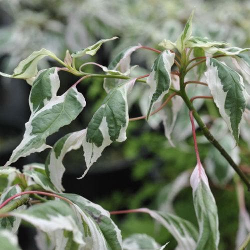  Cornus Alternifolia Argentea