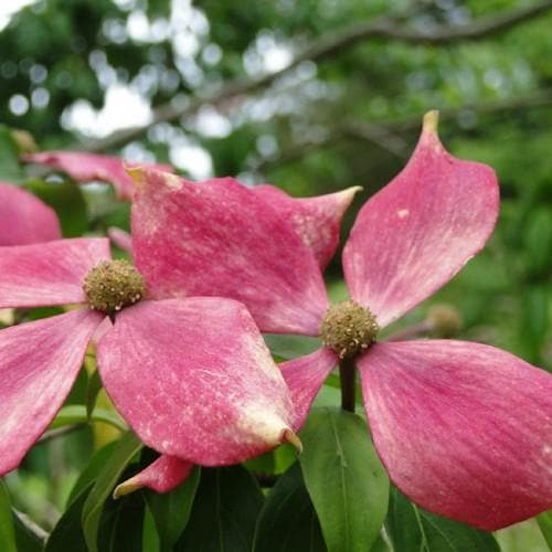  Cornus Capitata Kilmacuragh Rose