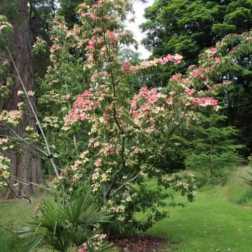  Cornus Capitata Kilmacuragh Rose
