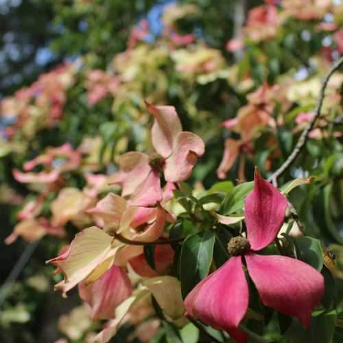  Cornus Capitata Kilmacuragh Rose