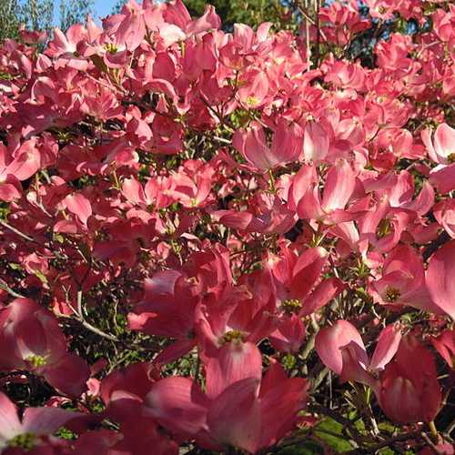  Cornus Florida Rubra
