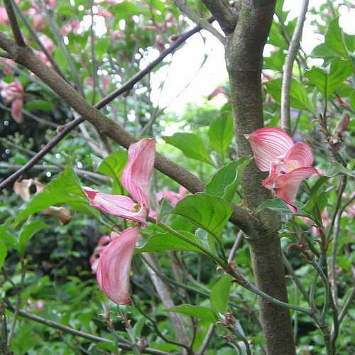  Cornus Florida Rubra