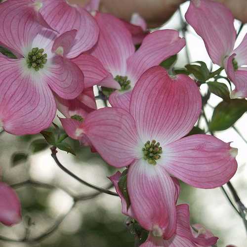  Cornus Florida Rubra