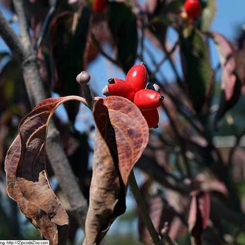  Cornus Florida Rubra