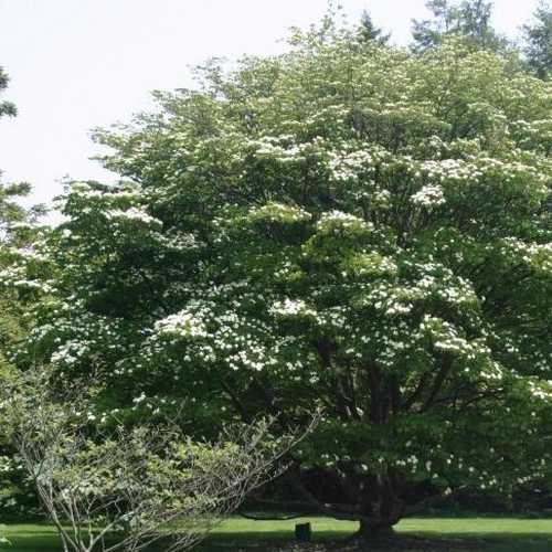  Cornus Kousa