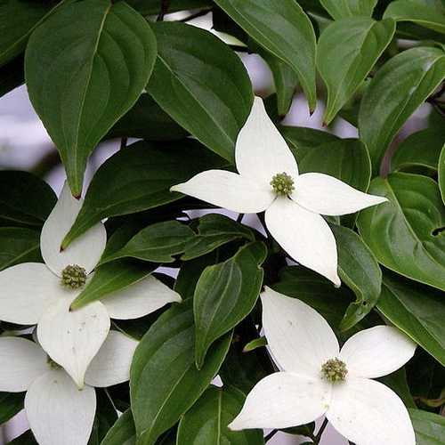  Cornus Kousa
