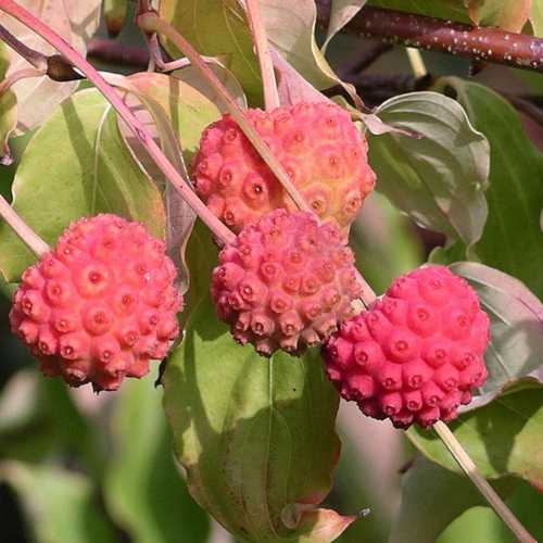  Cornus Kousa