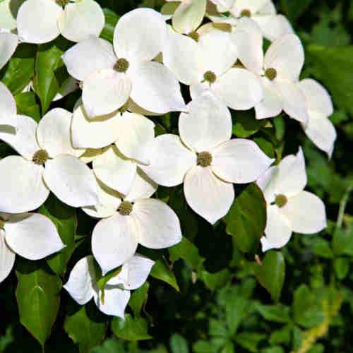  Cornus Kousa Var. Chinensis Claudia - Japanese Dogwood